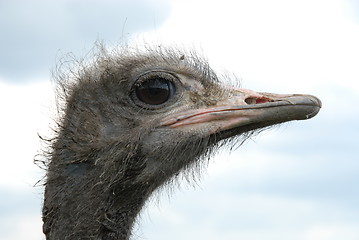 Image showing ostrich