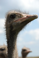 Image showing ostrich