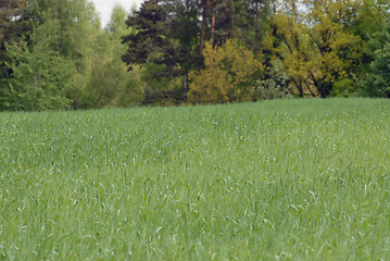 Image showing young wheat