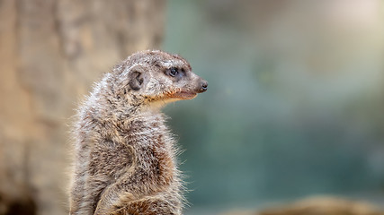 Image showing funny ground squirrel