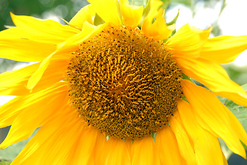 Image showing sunflower