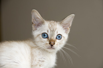 Image showing Kitten