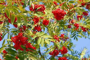 Image showing Rowan berries