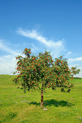 Image showing Rowan tree