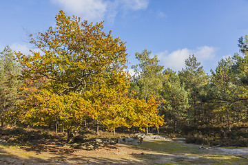 Image showing Autumn Scene in Fontainebleau Forest