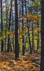 Image showing Autumn Scene in Fontainebleau Forest