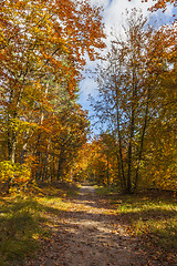 Image showing Footpath in a Forest in Autumn