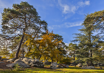 Image showing Autumn Scene in Fontainebleau Forest