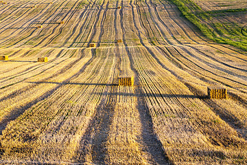 Image showing Field harvested wheat crop