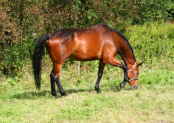 Image showing Brown Horse