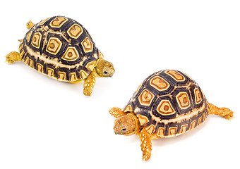 Image showing Tortoises Meeting