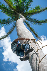 Image showing Adult male climbs coconut tree to get coco nuts