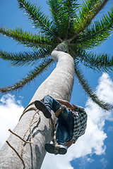 Image showing Adult male climbs coconut tree to get coco nuts