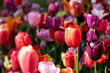 Image showing Blooming tulips flowerbed in Keukenhof flower garden, Netherland