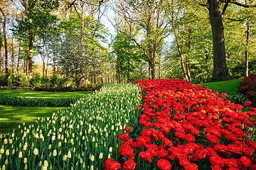 Image showing Blooming tulips flowerbeds in Keukenhof flower garden, Netherlan