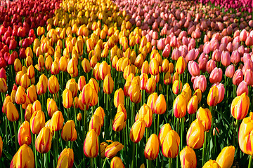 Image showing Blooming tulips flowerbed in Keukenhof flower garden, Netherland