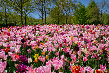 Image showing Blooming tulips flowerbed in Keukenhof flower garden, Netherland