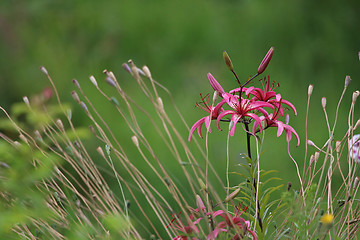 Image showing Pink lily in the garden.