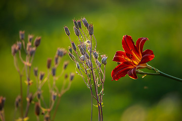 Image showing Red Lily in the garden,