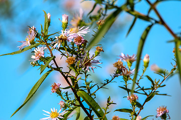 Image showing Pink flowers on blue sky.