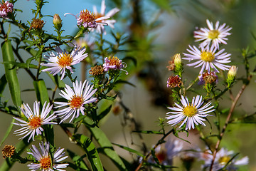 Image showing Background of pink nature flowers.