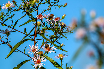 Image showing Pink flowers on blue sky.