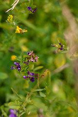 Image showing Background of rural flowers on meadow