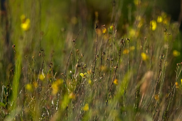 Image showing Background of yellow flowers on meadow