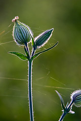 Image showing Unblown flower with cobweb on field.