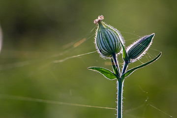 Image showing Unblown flower with cobweb on field.