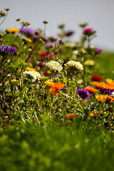 Image showing Asters and calendula in garden