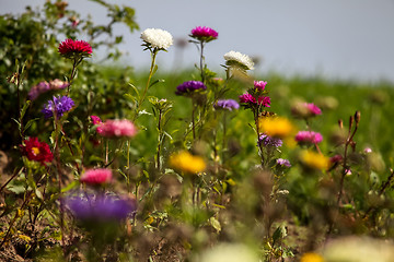 Image showing Different colored asters  in garden.