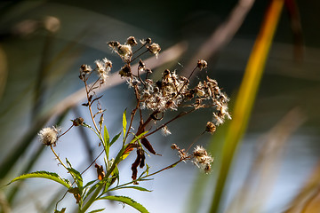 Image showing Deflorate rural flower on nature.