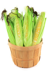 Image showing Ears of corn in a bushel. 