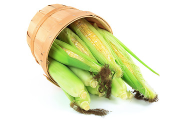 Image showing Pile Ears of fresh corn. 