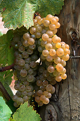 Image showing Wine Grape. 