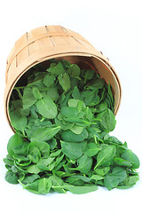 Image showing Organic baby spinach. 