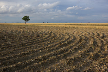 Image showing field plowed after wheat harvest