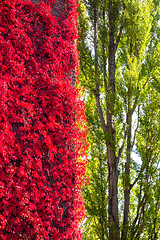 Image showing wild wine red foliage contrast to green trees