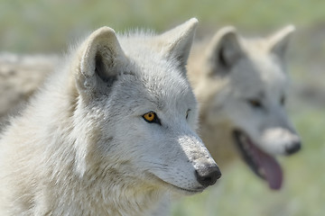 Image showing Alaskan Tundra Wolf