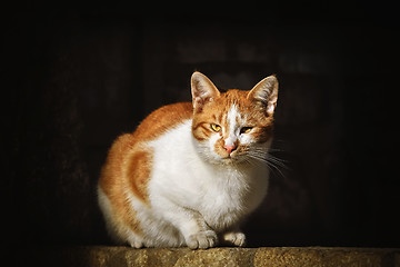 Image showing Cat on the Dark Background