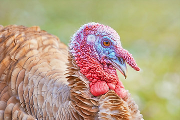 Image showing Portrait of a Turkey