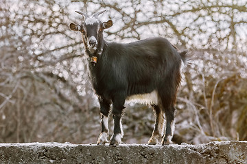 Image showing Black Goat at Fence