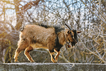 Image showing Goat on Parapet Wall