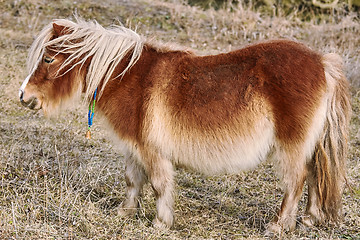 Image showing Little Brown Pony