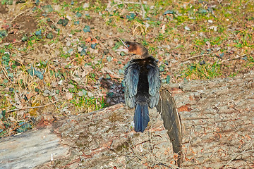 Image showing Young Cormorant on a Log