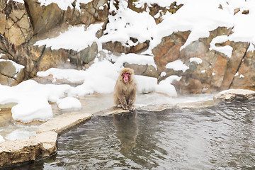 Image showing japanese macaque or snow monkey in hot spring