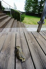 Image showing bird killed by hitting the glass on the terrace of the house