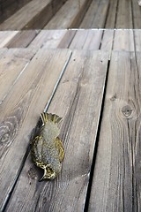 Image showing bird killed by hitting the glass on the terrace of the house