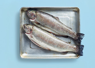 Image showing two raw trout fishes